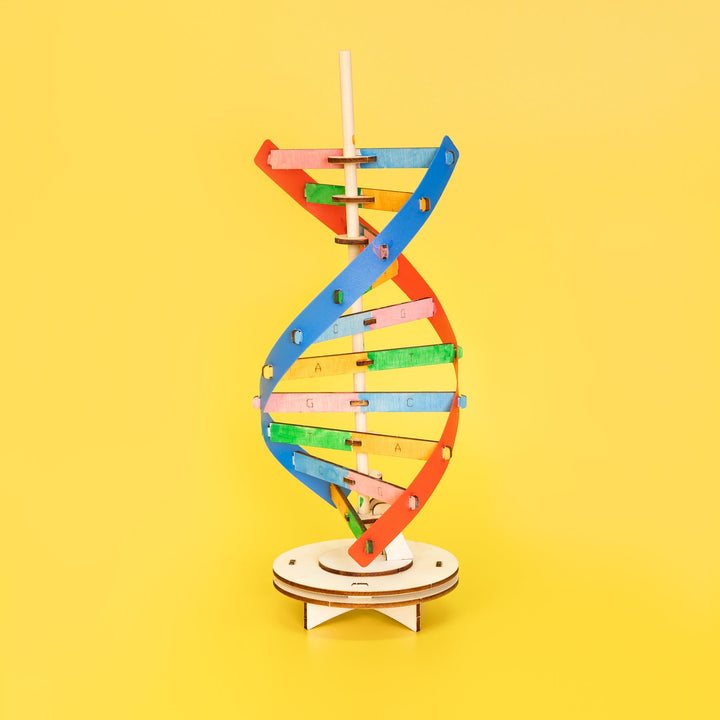 Kitsville DNA Double Helix Model Building Kit — painted DNA model