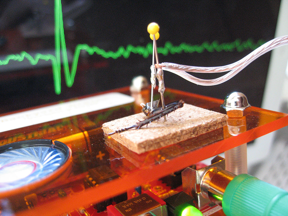 Neuron SpikerBox electrode recording with waveform display